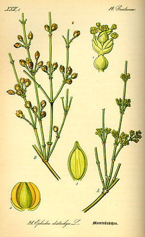 Cây Ma hoàng (Ephedra distachya)