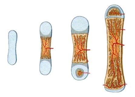 Truy tìm nguồn gốc sâu xa của các bệnh Loãng Xương (Mất Xương)