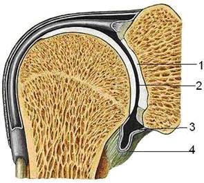 Khớp hoạt dịch