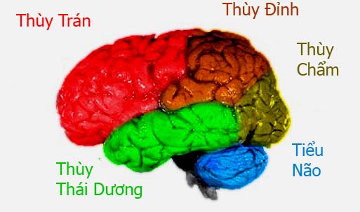 Trí lực của cơ địa